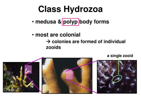  Andrearia:  A Hydrozoan Wonder That Thrives On Open Waters While Mastering Colonial Symbiosis!