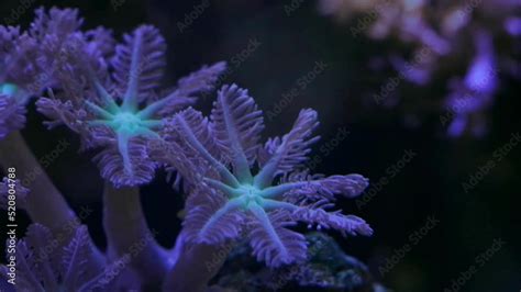  Ectopleura -  An Underwater Colony with Tentacles Dancing in the Current!