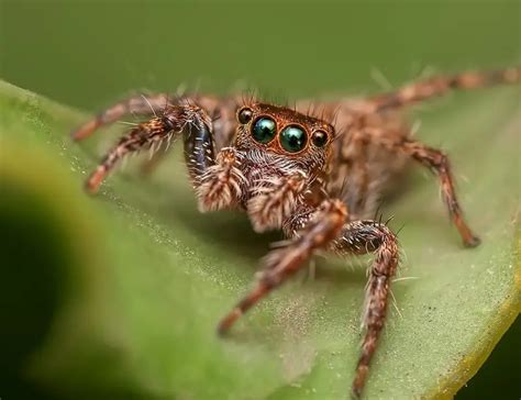 Salticidae; Zıplayan Örümceklerle İlgili Çarpıcı Gerçekleri Keşfedin ve Görkemli Av Stratejilerini Hayranlıkla İzleyin!