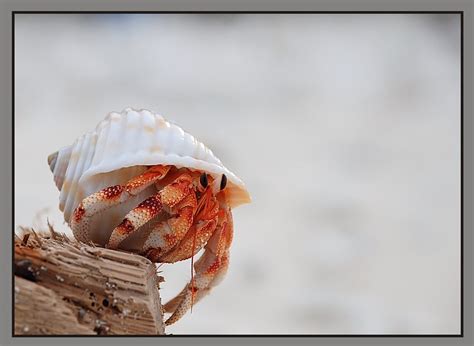 Hermit Crab: A Curious Creature That Carries Its Home Wherever It Goes!