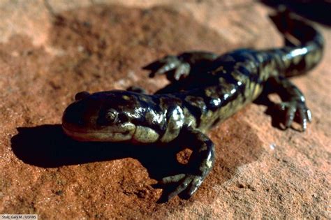  Salamander; Bu Gizemli Amfibi Türünün Derinliklerinde Yolculuk Yapın!