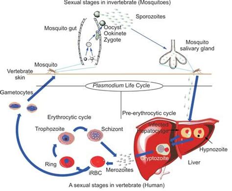 Uncinosporidium! An Opportunistic Parasite Lurking in Invertebrate Hosts and Eagerly Seeking a Warm Welcome Within Your Cells