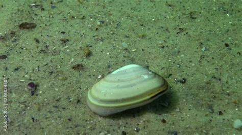  Wedge Clam: A Tiny Mollusk Living a Life of Buried Treasures!