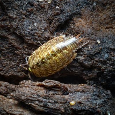  Woodlouse! A Tiny Creature That Crawls And Conquers The World Underfoot